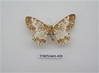 藏品(尺蛾115)的圖片